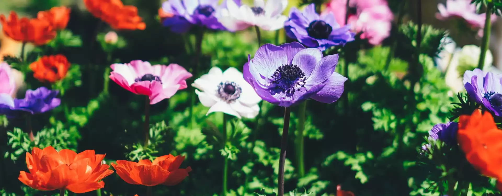 Blumenwiese mit buten Blumen für den Erhalt von Bienen