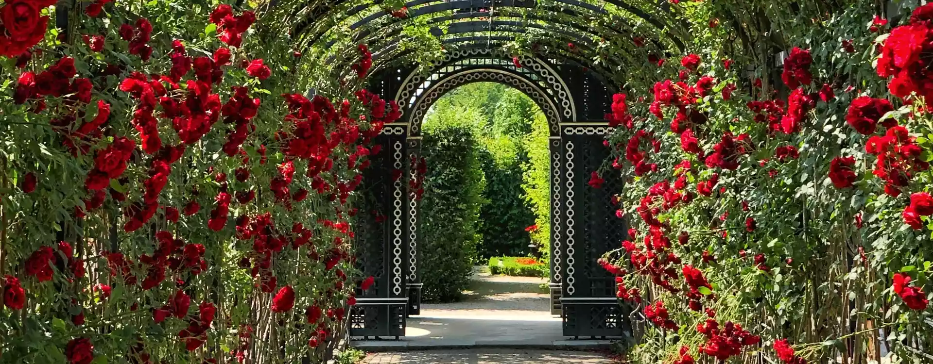 Gepflasterter Steinweg mit Spalier aus roten Rosen in einem Rosenbogen aus Edelstahl