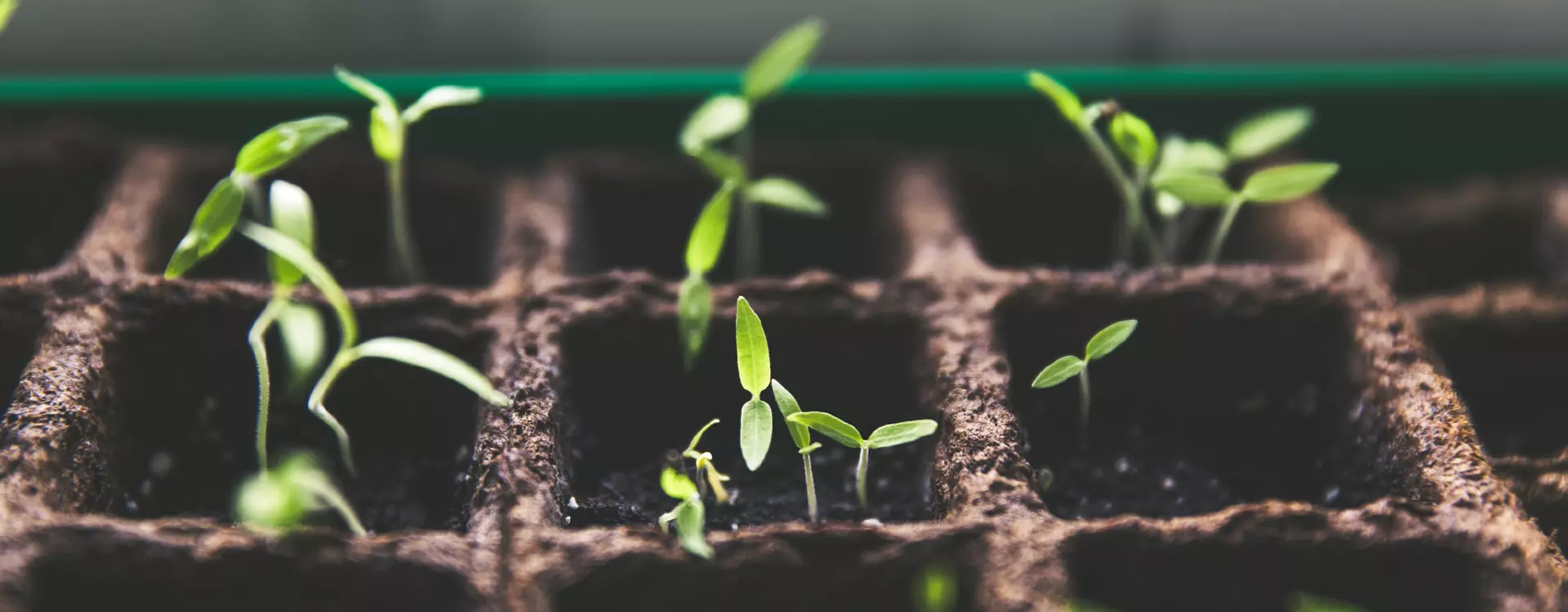 Kräuterbeet mit frischen Setzlingen zum Heranziehen und Pflanzen