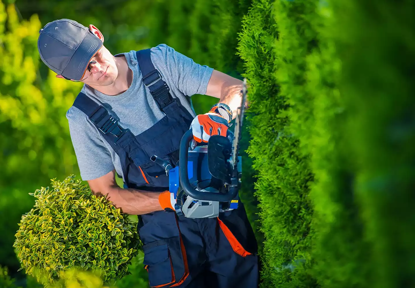 Garten- und Landschaftsbau Gewerbepflege - Gärtner schneidet Hecke mit professioneller Akku-Heckenschere