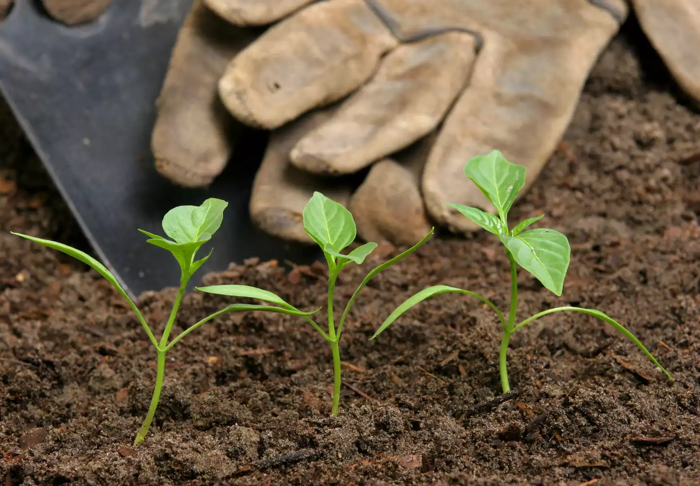 Gartenarbeit Setzlinge in nährstoffreicher Pflanzerde als Mutterboden - Arbeitshandschuhe und Blumenkelle