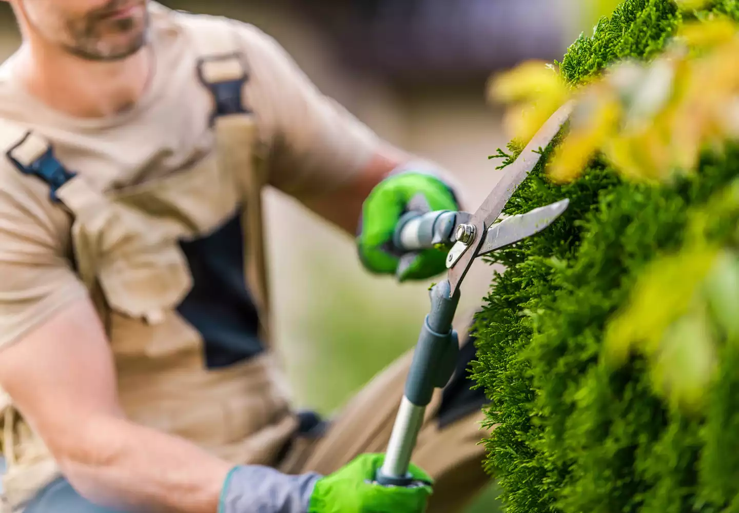 Gärtner bei feinem Heckenbeschnitt mit Gartenschere für einen gepflegten Garten