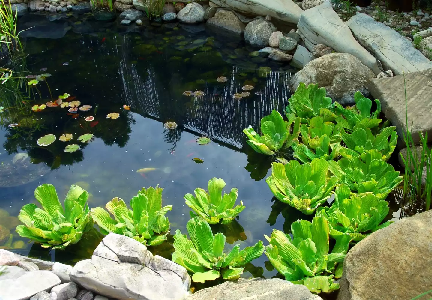 Garten- und Landschaftsbau Gartenteich mit natürlicher Teichreinigung durch filtrierende Teichpflanzen. Natursteinbecken und Kiesboden.